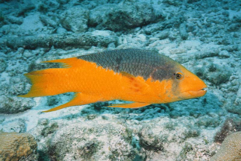 Spanish Hogfish