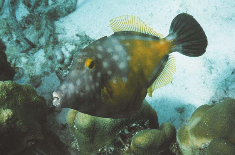 Spotted Filefish