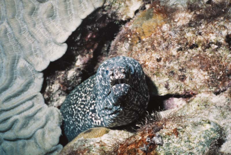 Spotted Moray