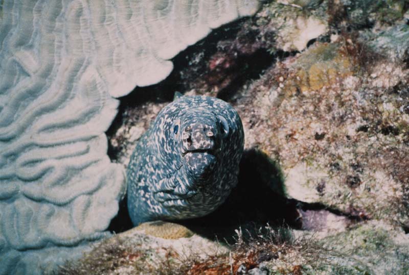 Spotted Moray