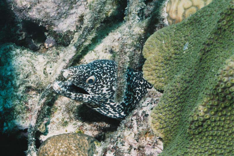 Spotted Moray