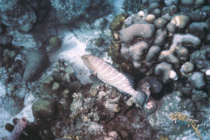 Tiger Grouper