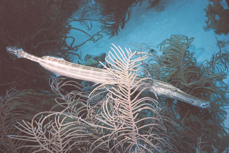 Trumpetfish