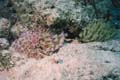 Anemones And Goby