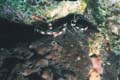 Banded Shrimps