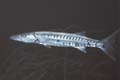 Barracuda