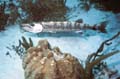 Barracuda at Cleaning Station