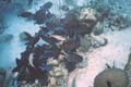 Ball of Blue Tangs