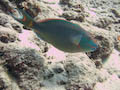 Parrotfish