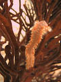 Bearded Fireworm