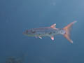 Barracuda