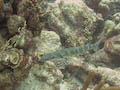 Barracuda