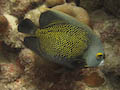 French Angelfish
