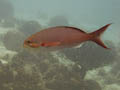 Creolefish with Isopod