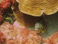 Chain Moray