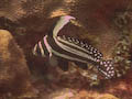Drumfish