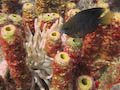 Threespot Damselfish