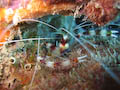 Banded Coral Shrimp
