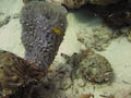 Spotted Scorpionfish