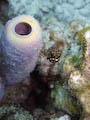Baby Trunkfish (Dice)