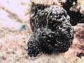 Black Frogfish