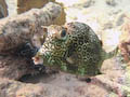 Cowfish