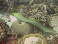 Green Moray