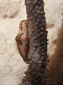 Flamingo Tongue