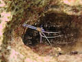 Pederson Cleaner Shrimp