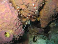 Banded Coral Shrimp