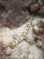 Tiger-tail Sea Cucumber
