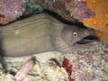 Green Moray