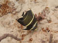 Intermediate French Angelfish