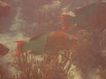 Rainbow Parrotfish
