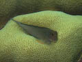 Red-lipped Blennie
