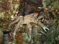 Hairy Clinging Crab