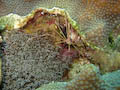 Yellowline Arrow Crab