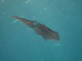 Squid