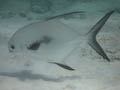 Palometa