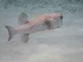 Porcupinefish
