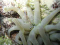 Spotted Cleaner Shrimp