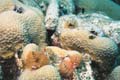 Christmas Tree Worms