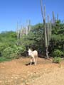 Donkey