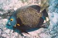 French Angelfish