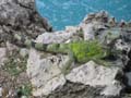 Iguana