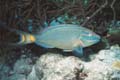 Parrot Fish