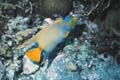 Queen Angelfish