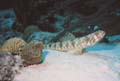 Sand Diver