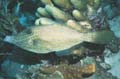 Scrawled Filefish