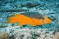 Spanish Hogfish